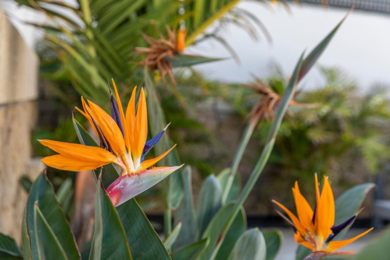 Medano4You The Strelitzia Holiday Home El Médano Exterior foto